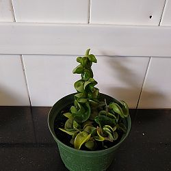 Hindu Rope Hoya ‘Compacta’ Hindu Rope Hoya ‘Compacta’