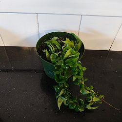 Hindu Rope Hoya ‘Compacta’ Hindu Rope Hoya ‘Compacta’