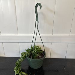 Hindu Rope Hoya ‘Compacta’ Hindu Rope Hoya ‘Compacta’