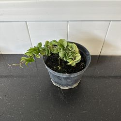 Hindu Rope Hoya ‘Compacta’ Hindu Rope Hoya ‘Compacta’