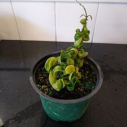 Hindu Rope Hoya ‘Compacta’ Hindu Rope Hoya ‘Compacta’