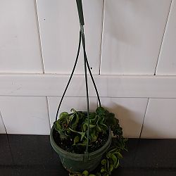 Hindu Rope Hoya ‘Compacta’ Hindu Rope Hoya ‘Compacta’