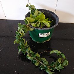 Hindu Rope Hoya ‘Compacta’ Hindu Rope Hoya ‘Compacta’