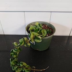 Hindu Rope Hoya ‘Compacta’ Hindu Rope Hoya ‘Compacta’