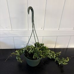 Hindu Rope Hoya ‘Compacta’ Hindu Rope Hoya ‘Compacta’