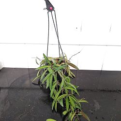 Hoya wayetii Hoya wayetii