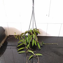 Hoya wayetii Hoya wayetii