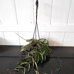 Hoya wayetii Hoya wayetii
