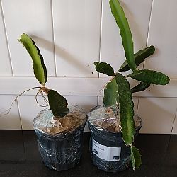 Red Dragon Fruit Cactus Red Dragon Fruit Cactus