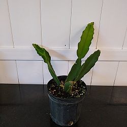 Red Dragon Fruit Cactus Red Dragon Fruit Cactus