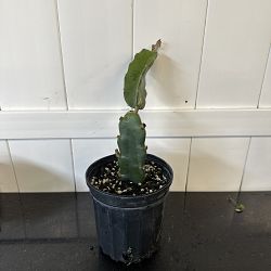 Red Dragon Fruit Cactus Red Dragon Fruit Cactus