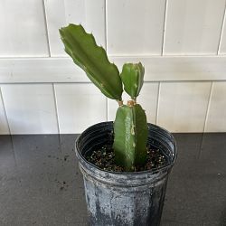 Red Dragon Fruit Cactus Red Dragon Fruit Cactus