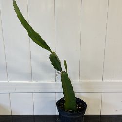 Red Dragon Fruit Cactus Red Dragon Fruit Cactus