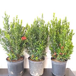 Ixora taiwanensis 'Dwarf Red', Flame of the Woods, Jungle Flame, Dwarf Ixora Ixora taiwanensis 'Dwarf Red', Flame of the Woods, Jungle Flame, Dwarf Ixora