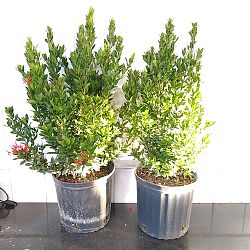 Ixora taiwanensis 'Dwarf Red', Flame of the Woods, Jungle Flame, Dwarf Ixora Ixora taiwanensis 'Dwarf Red', Flame of the Woods, Jungle Flame, Dwarf Ixora