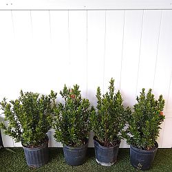Ixora taiwanensis 'Dwarf Red', Flame of the Woods, Jungle Flame, Dwarf Ixora Ixora taiwanensis 'Dwarf Red', Flame of the Woods, Jungle Flame, Dwarf Ixora