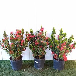 Ixora taiwanensis 'Dwarf Red', Flame of the Woods, Jungle Flame, Dwarf Ixora Ixora taiwanensis 'Dwarf Red', Flame of the Woods, Jungle Flame, Dwarf Ixora