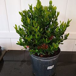 Ixora taiwanensis 'Dwarf Red', Flame of the Woods, Jungle Flame, Dwarf Ixora Ixora taiwanensis 'Dwarf Red', Flame of the Woods, Jungle Flame, Dwarf Ixora