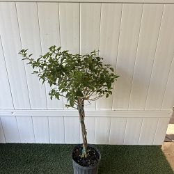 Multi-color Lantana camara Multi-color Lantana camara