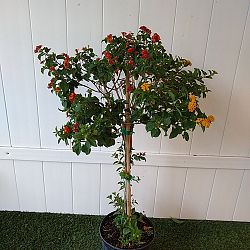 Multi-color Lantana camara Multi-color Lantana camara