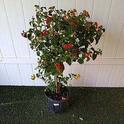 Multi-color Lantana camara Multi-color Lantana camara