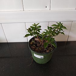 Multi-color Lantana camara Multi-color Lantana camara