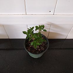 Multi-color Lantana camara Multi-color Lantana camara