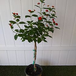 Multi-color Lantana camara Multi-color Lantana camara