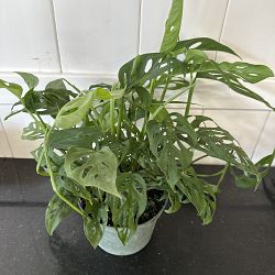 Monstera adansonii Monstera adansonii