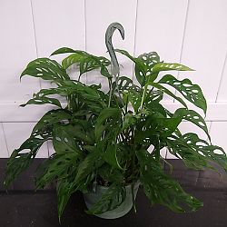 Monstera adansonii Monstera adansonii