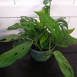 Monstera adansonii Monstera adansonii