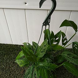 Monstera adansonii Monstera adansonii