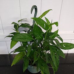 Monstera adansonii Monstera adansonii