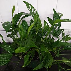 Monstera adansonii Monstera adansonii
