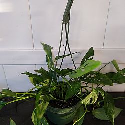Monstera adansonii Monstera adansonii