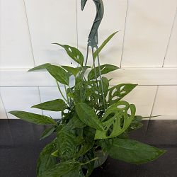 Monstera adansonii Monstera adansonii