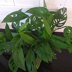 Monstera adansonii Monstera adansonii