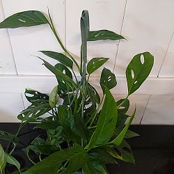 Monstera adansonii Monstera adansonii