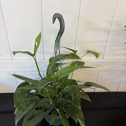 Monstera adansonii Monstera adansonii