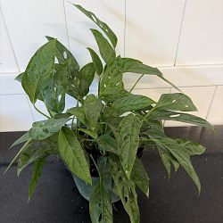 Monstera adansonii Monstera adansonii