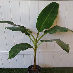 Musa acuminata ‘Ice Cream’, Banana ‘Blue Java’ | PlantVine