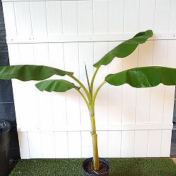 Musa acuminata ‘Ice Cream’, Banana ‘Blue Java’ | PlantVine