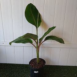Blue Java Banana Tree Blue Java Banana Tree