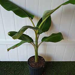 Blue Java Banana Tree Blue Java Banana Tree