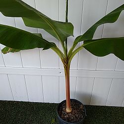 Blue Java Banana Tree Blue Java Banana Tree