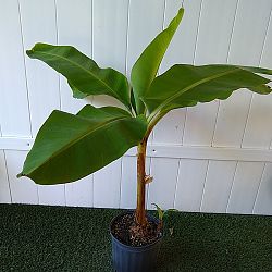 Blue Java Banana Tree Blue Java Banana Tree