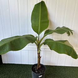 Blue Java Banana Tree | PlantVine