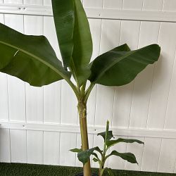 Blue Java Banana Tree | PlantVine