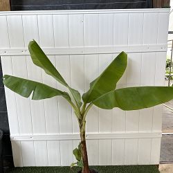 Blue Java Banana Tree | PlantVine