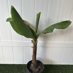 Blue Java Banana Tree | PlantVine